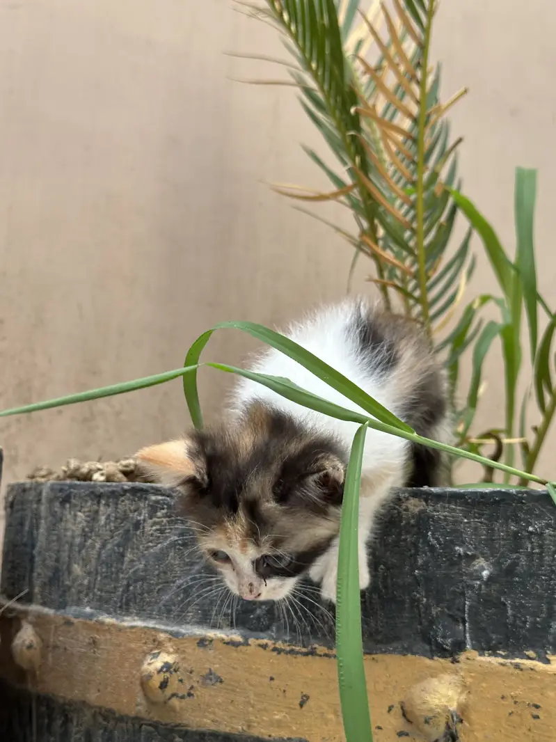 Double coated persian kitten — photo 8