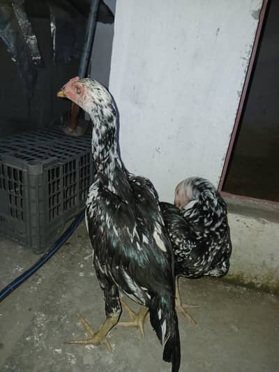 cheena pair