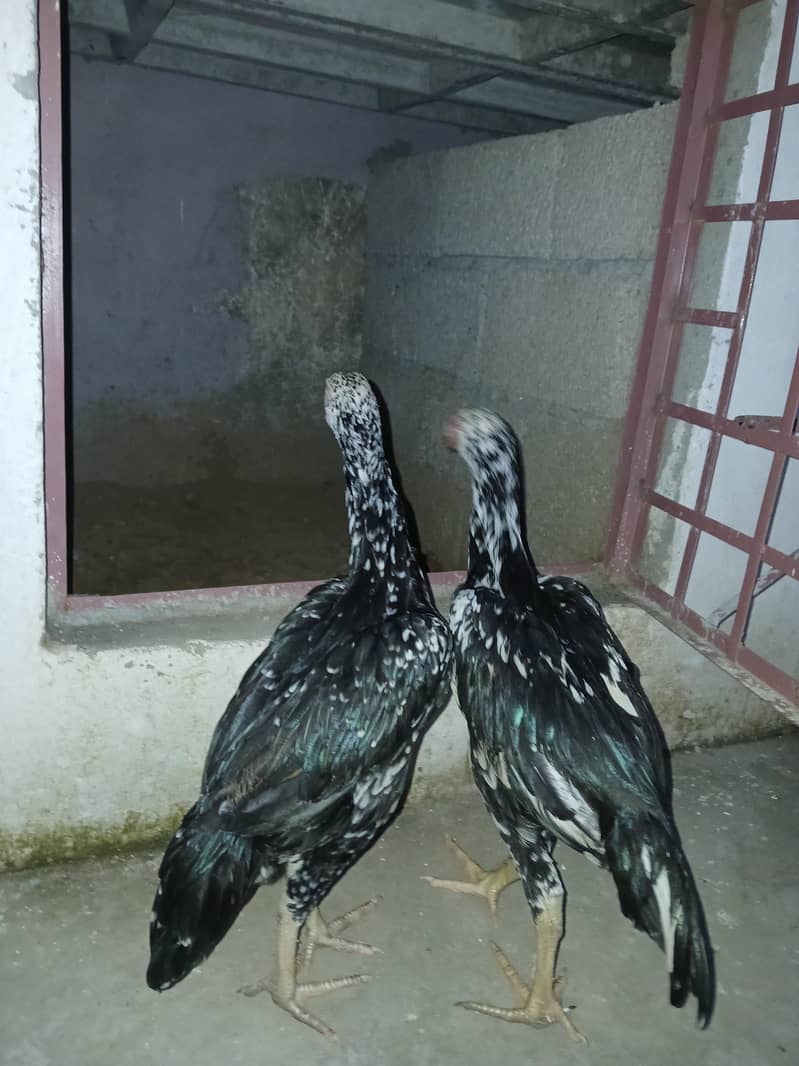 cheena pair 1