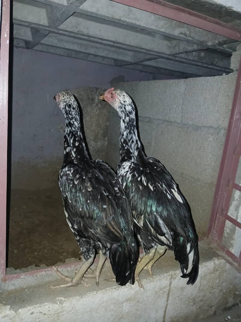 cheena pair 2