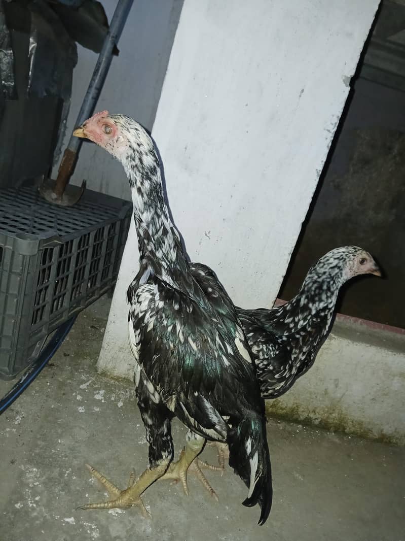 cheena pair 3