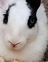RABBITS PAIR