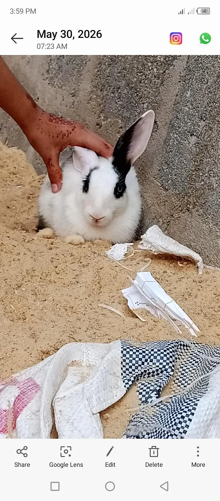 RABBITS PAIR — photo 2