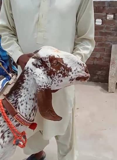 Makhi cheeni fresh cross female