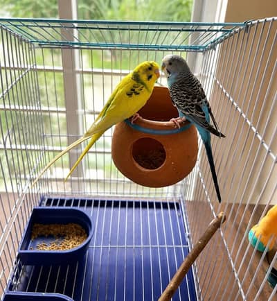 Beautiful Budgie Pair for Sale with Cage
