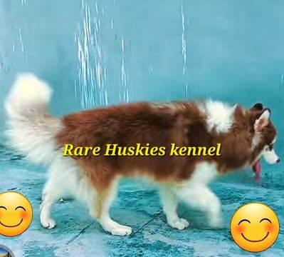 syberian Husky wooly coat pedigree import bloodline