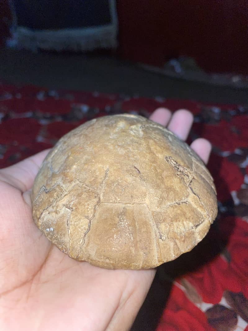 Ancient Turtle Shell Fossil 0