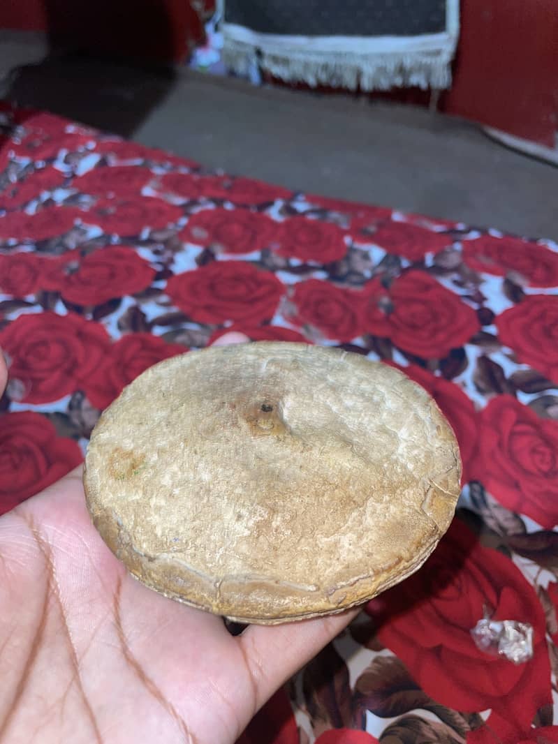 Ancient Turtle Shell Fossil 1