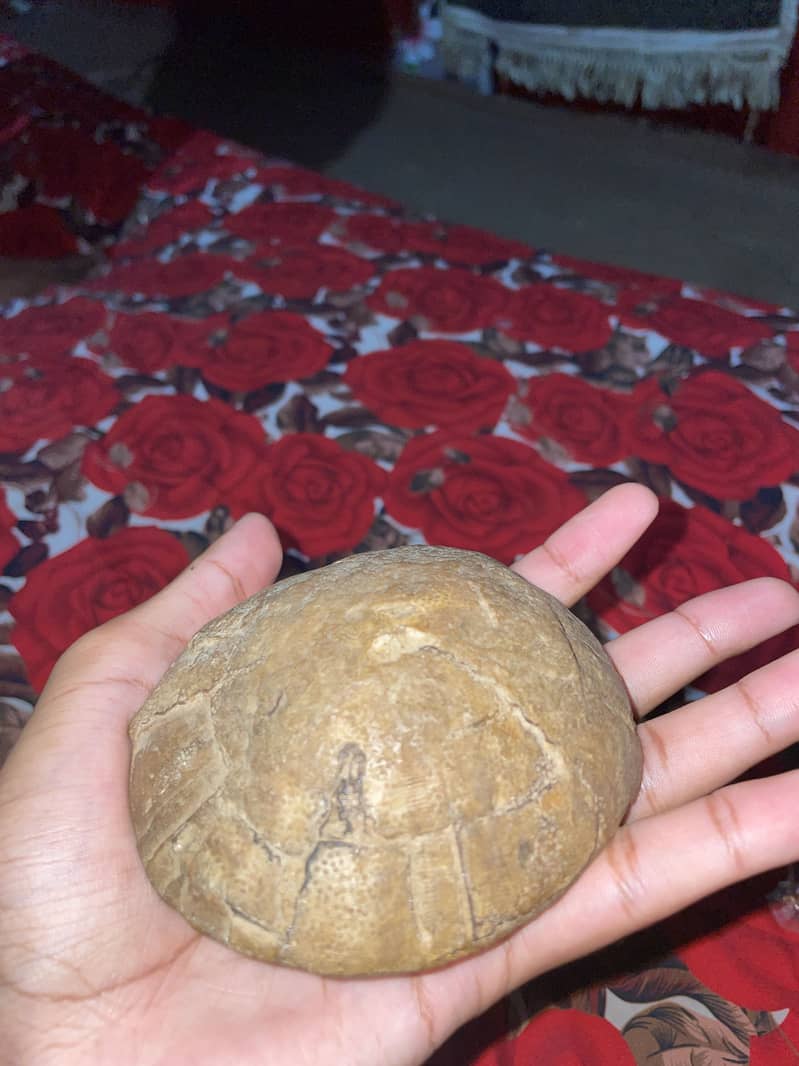 Ancient Turtle Shell Fossil 2