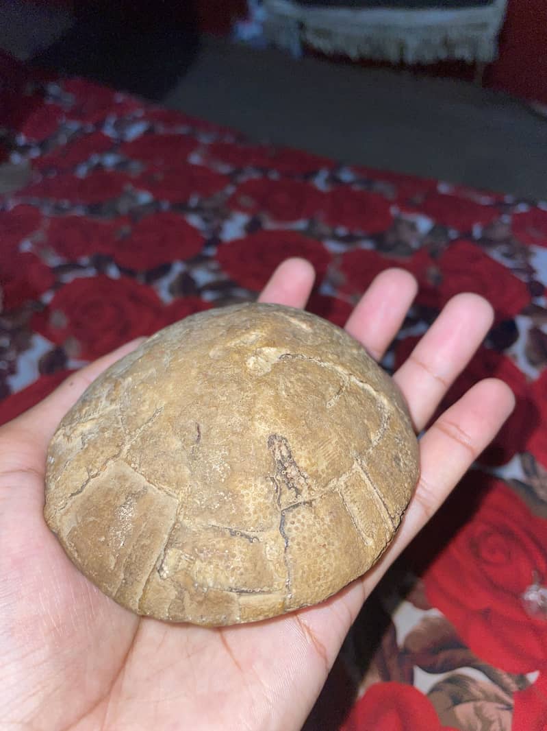 Ancient Turtle Shell Fossil 3