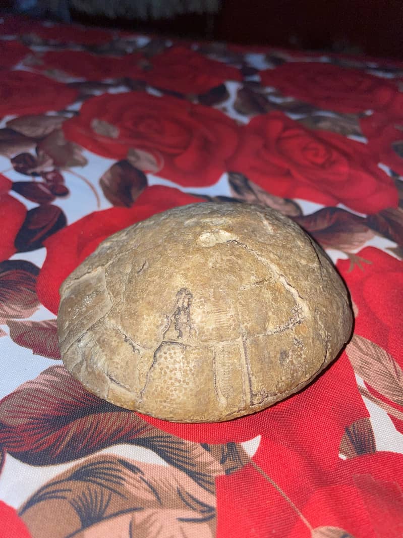 Ancient Turtle Shell Fossil 4