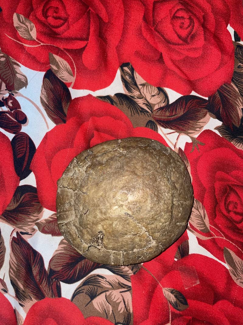Ancient Turtle Shell Fossil 5