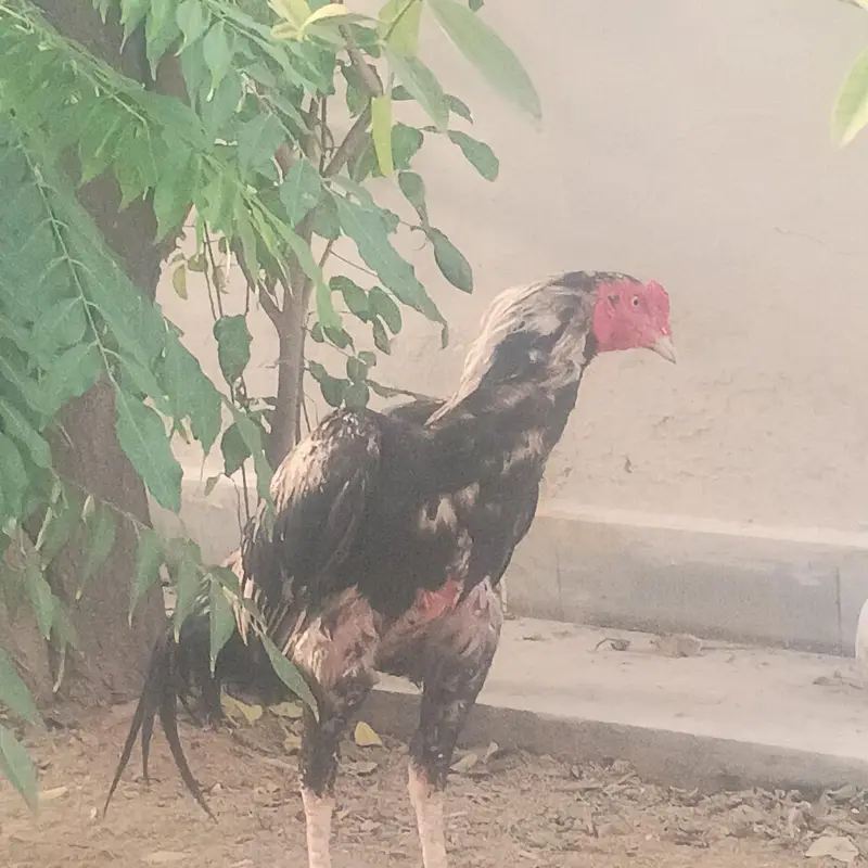 High quality long heighted Aseel Murgha — photo 2