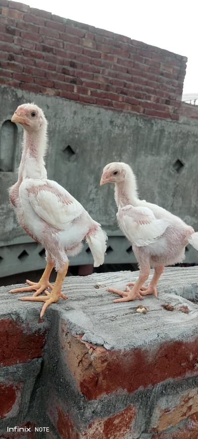 white  shamo chicks available