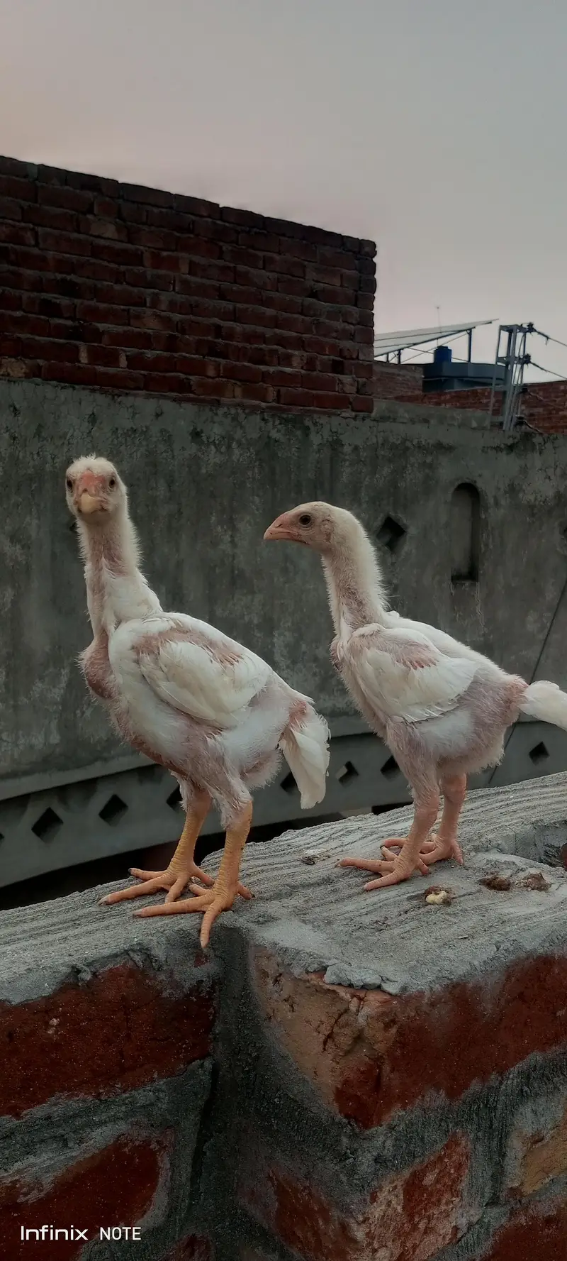 white  shamo chicks available — photo 2