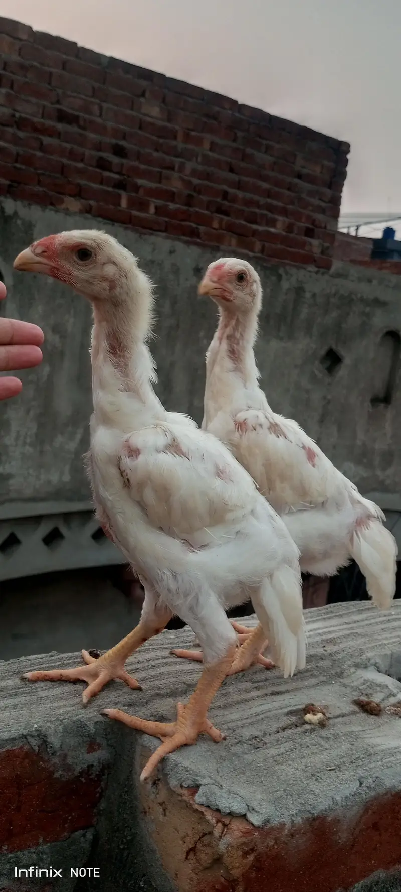 white  shamo chicks available — photo 3
