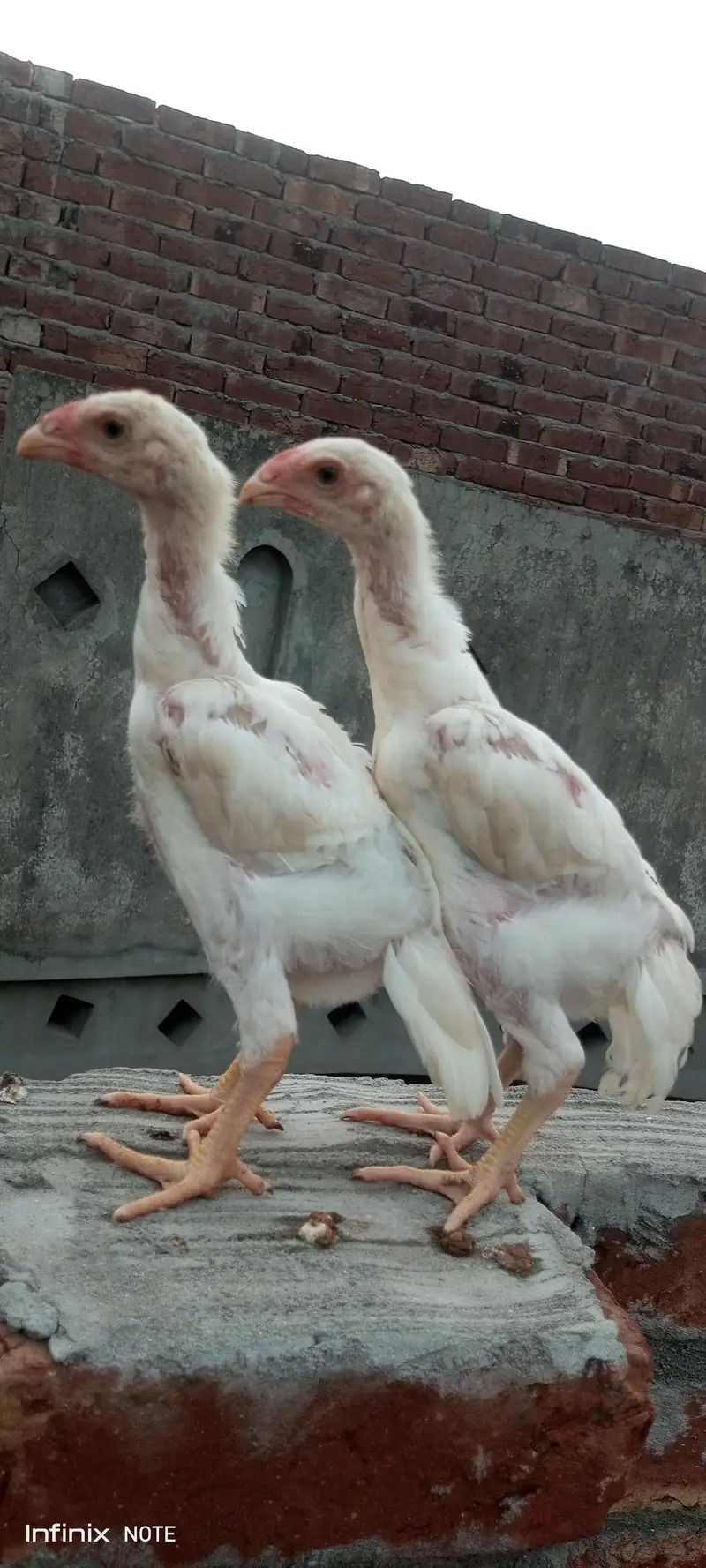 white  shamo chicks available — photo 4