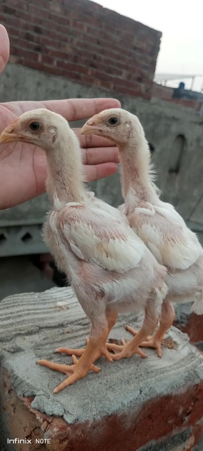 white  shamo chicks available — photo 5
