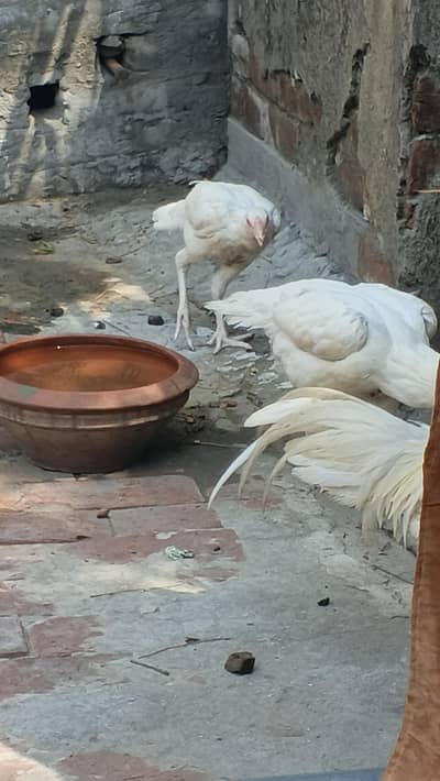 Heera Aseel 1 murga or 4 murgian available for sale