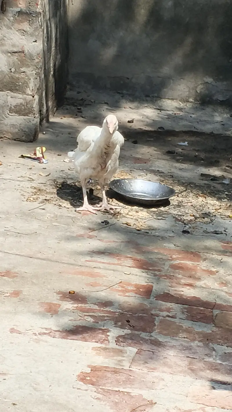 Heera Aseel 1 murga or 4 murgian available for sale — photo 3