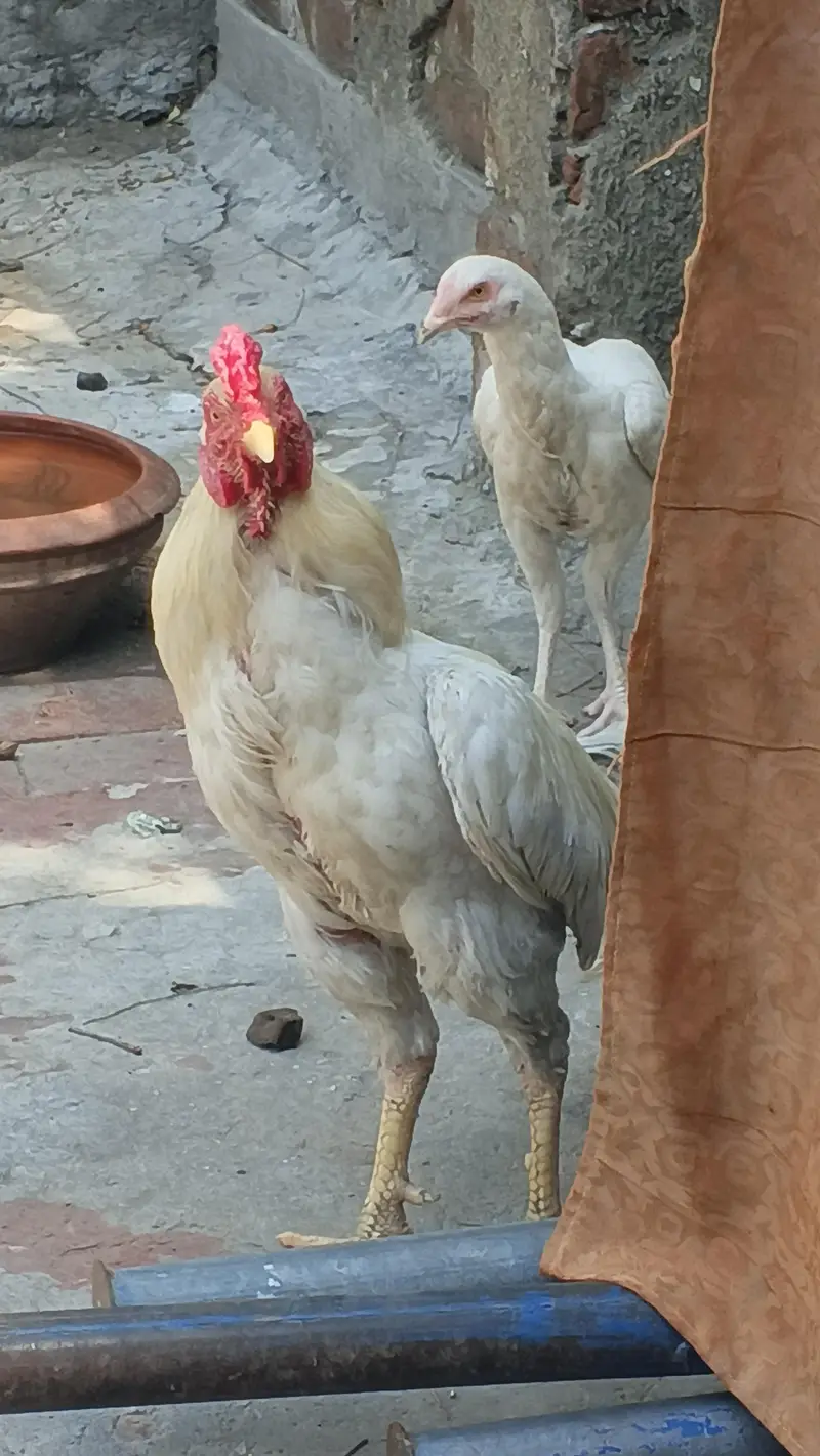 Heera Aseel 1 murga or 4 murgian available for sale — photo 4