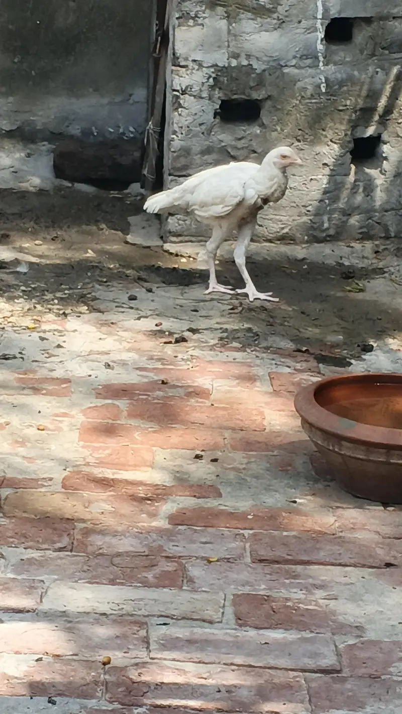 Heera Aseel 1 murga or 4 murgian available for sale — photo 5