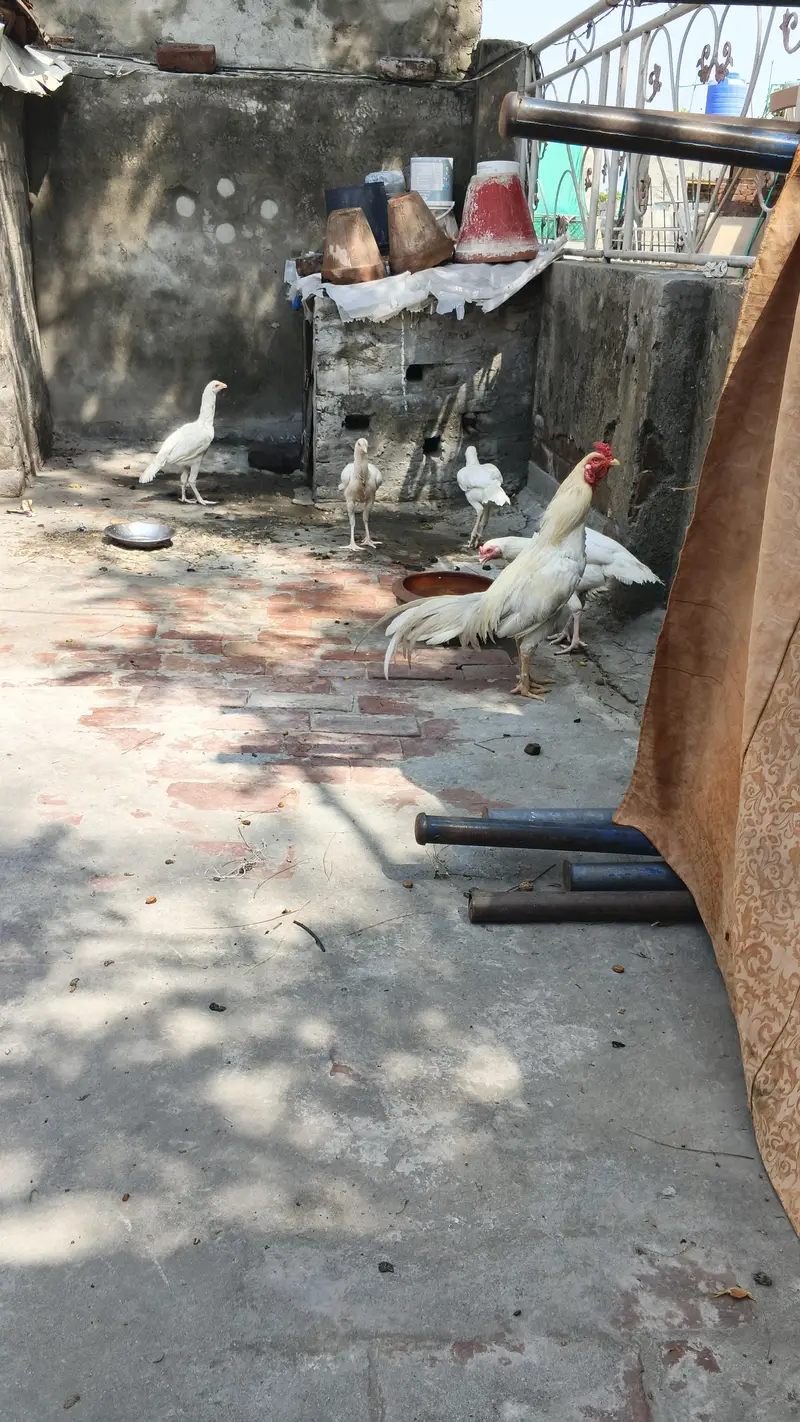Heera Aseel 1 murga or 4 murgian available for sale — photo 6