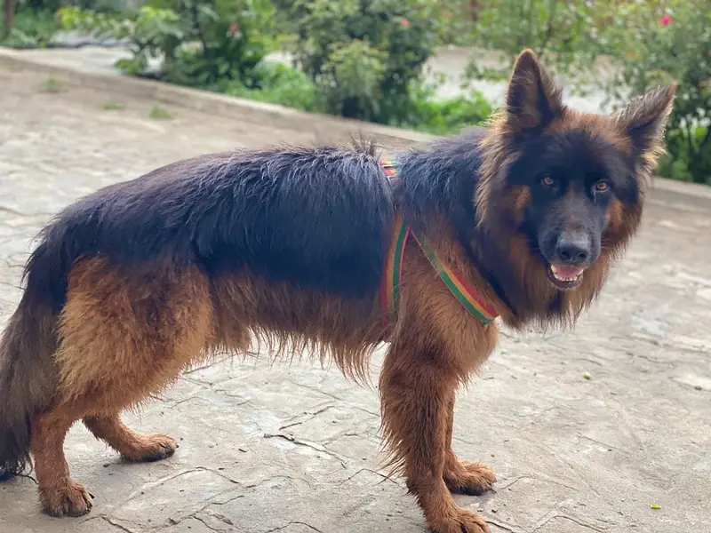 Black mask long coat German shepherd male for sale — photo 4