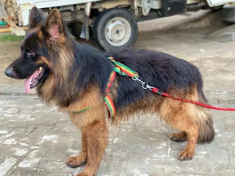 Black mask long coat German shepherd male for sale — photo 5