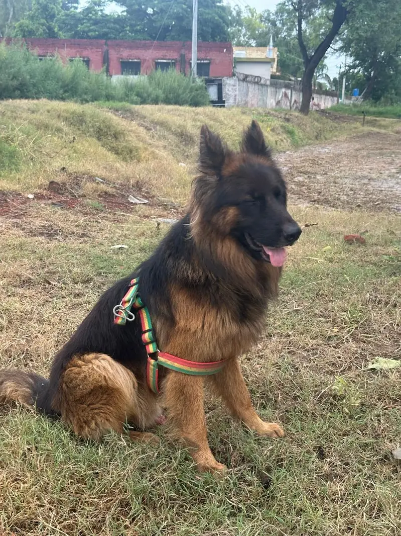 Black mask long coat German shepherd male for sale — photo 2