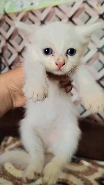 white colour sky blue eyes