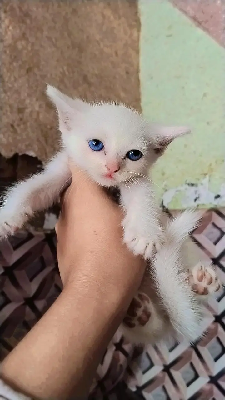 white colour sky blue eyes — photo 2