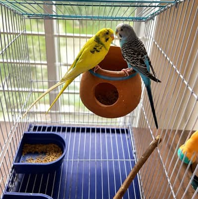 Beautiful Budgie Pair for Sale with Cage
