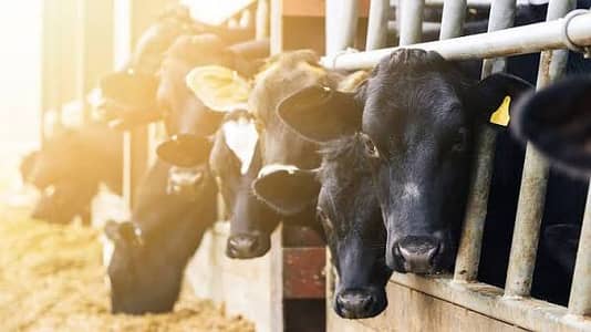 Experience person for Local Dairy farm