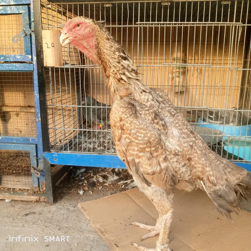 SHAMO ASEEL — photo 5