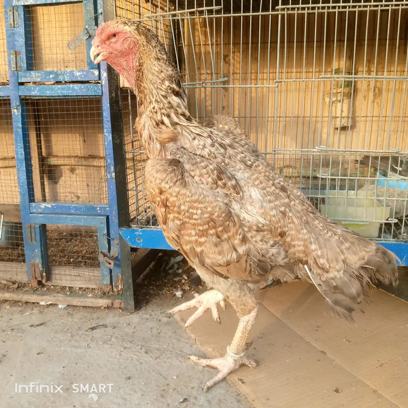 SHAMO ASEEL — photo 6