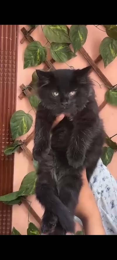 Persian Kittens