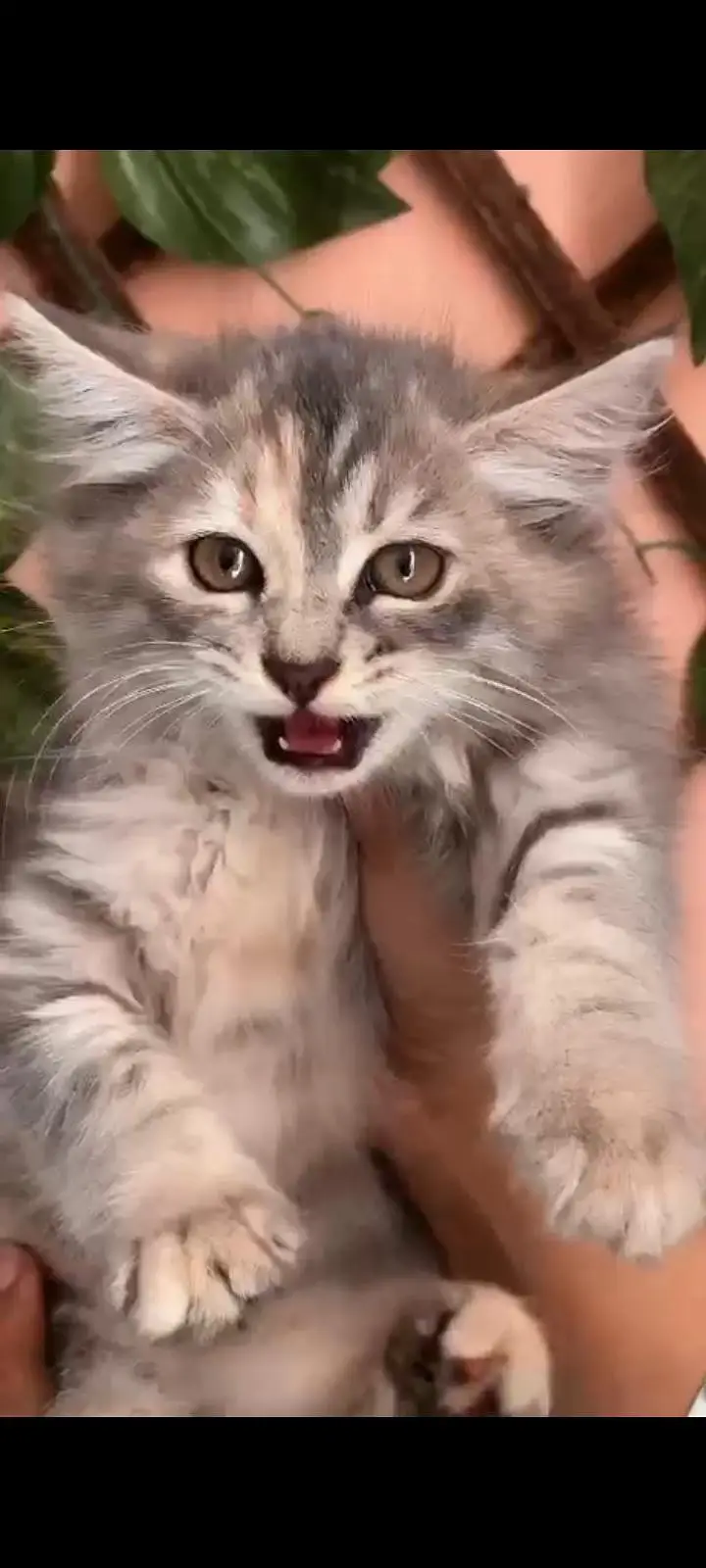 Persian Kittens — photo 2