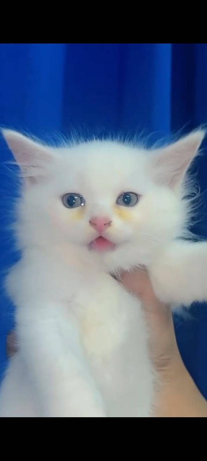 Persian Kittens 2