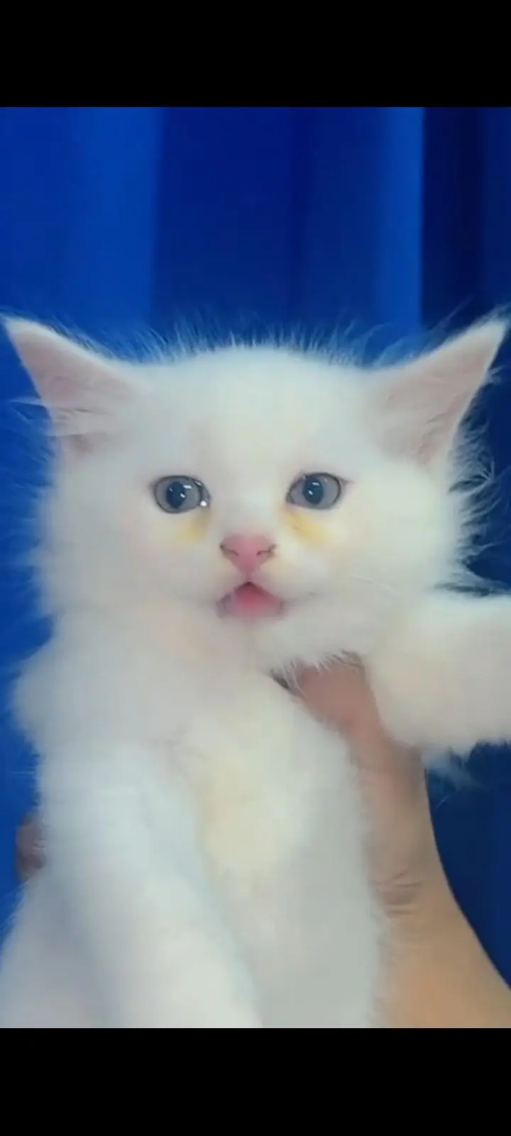 Persian Kittens — photo 3