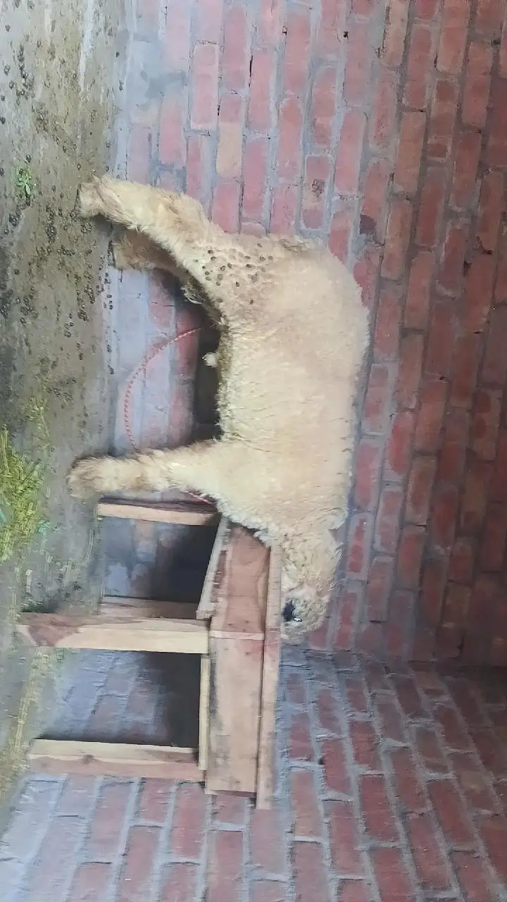 MUNDRA Bakra
