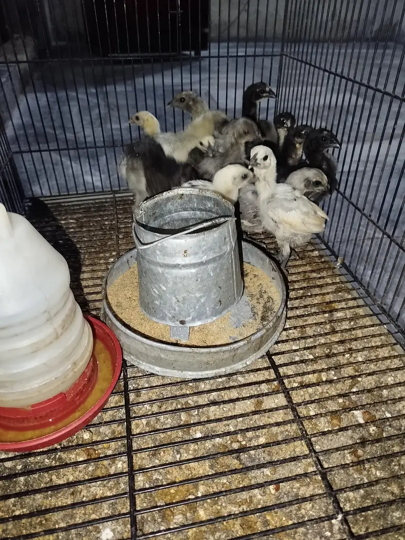 pure dragon chikes available reasonable price — photo 3