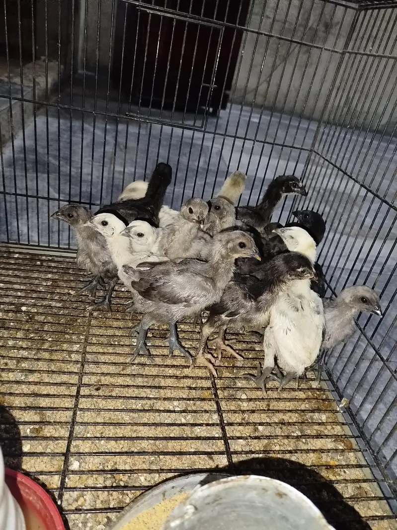pure dragon chikes available reasonable price — photo 4