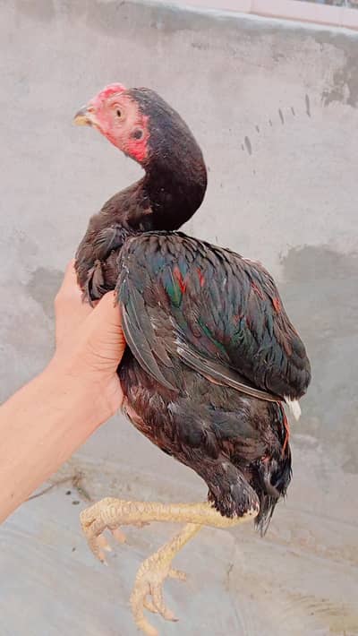 top quality aseel patha