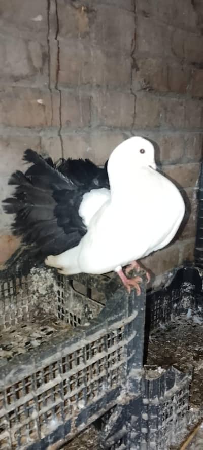 fancy pigeon
