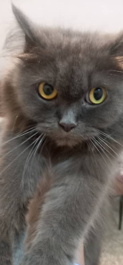 Cat for sale