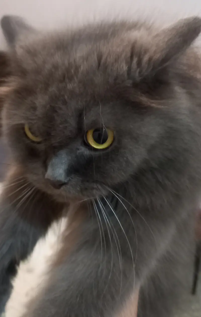 Cat for sale — photo 2