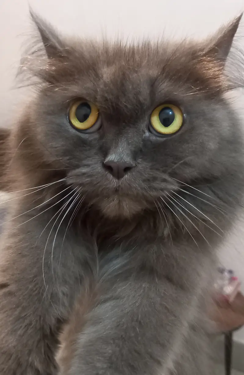 Cat for sale — photo 3