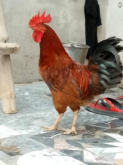 Pure Desi Home Breed Morg.