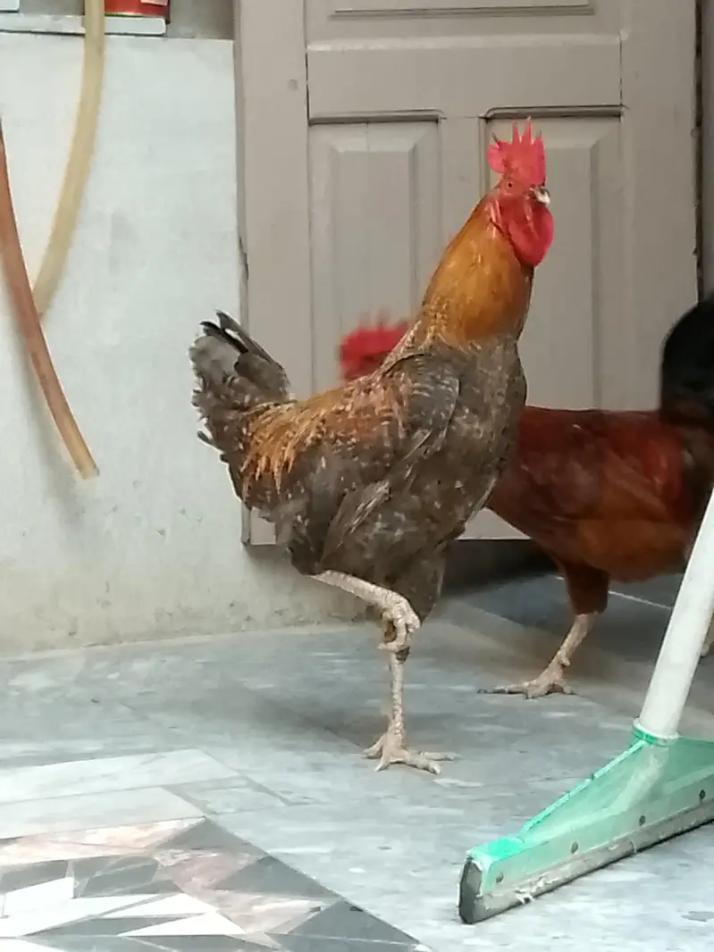 Home breed Desi And Aseel Morgy — photo 3